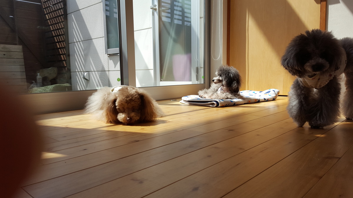 吹き抜けでつながる家でくつろぐ愛犬たち