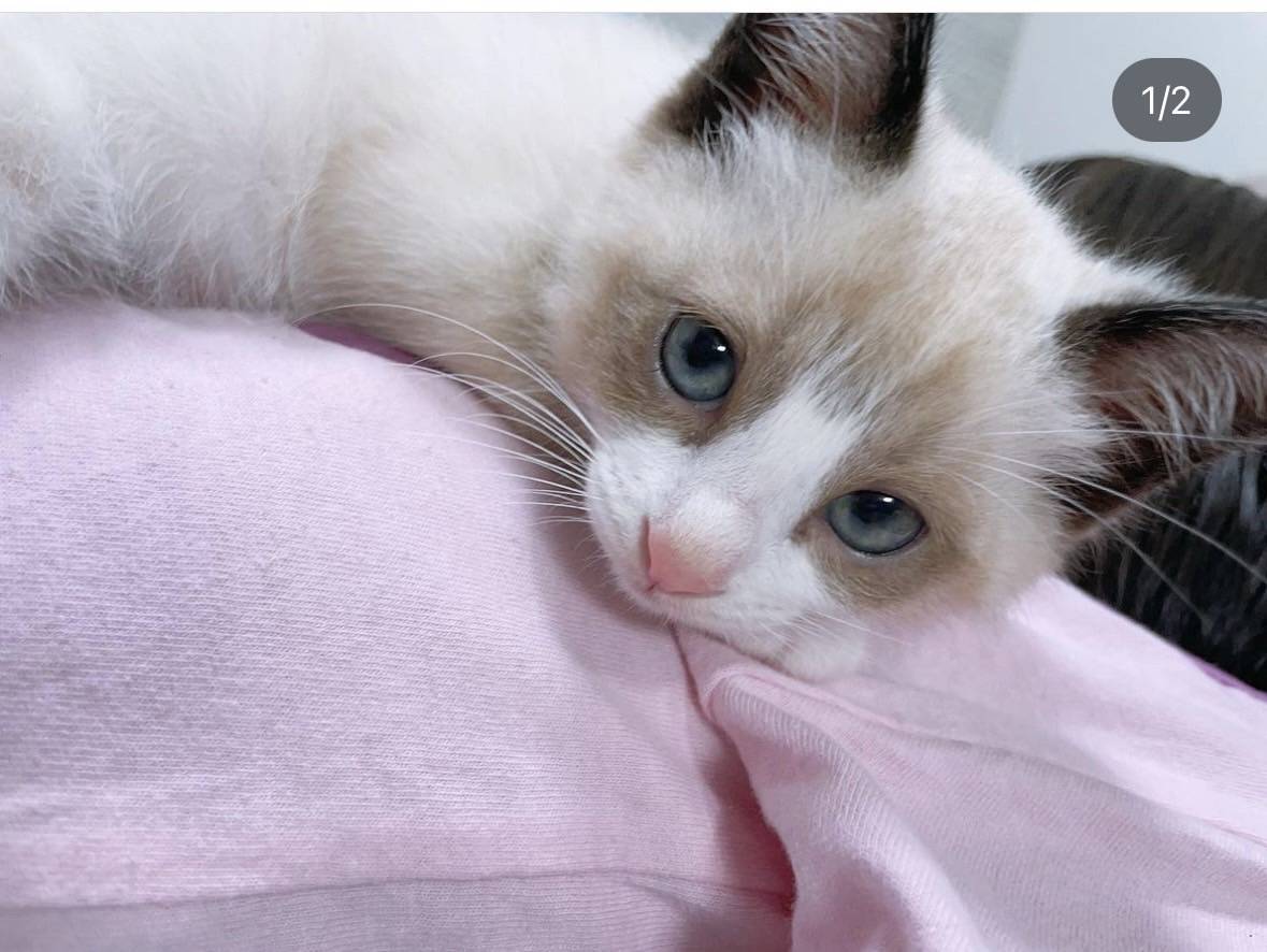 猫1