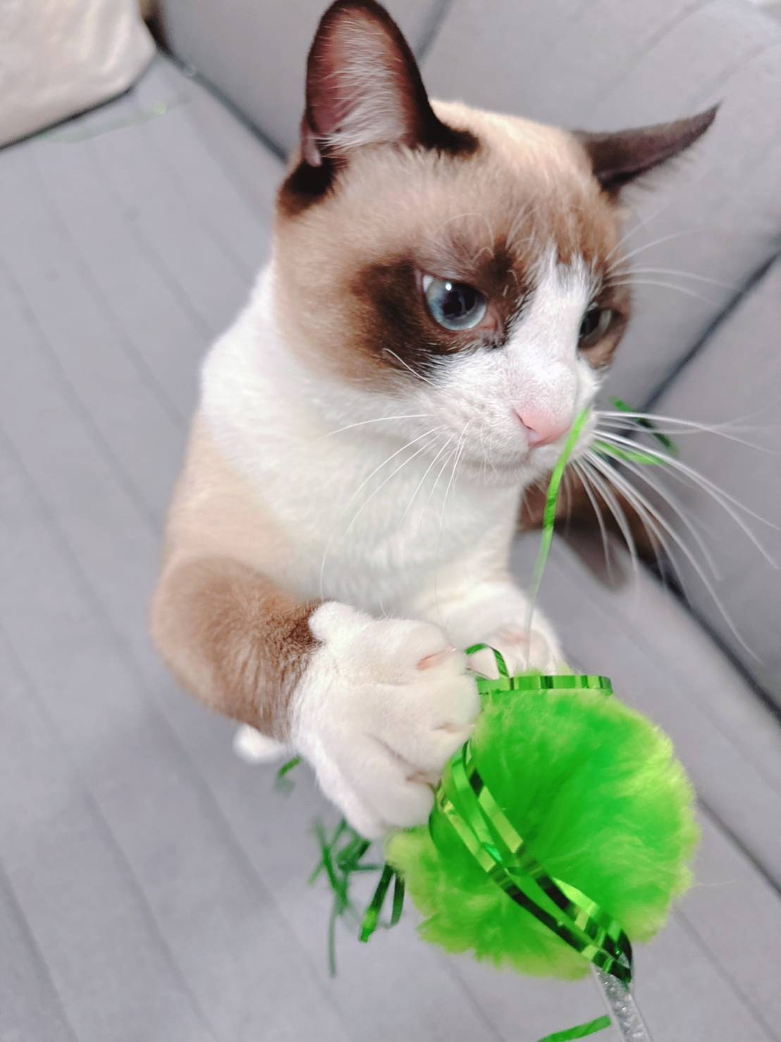 猫2