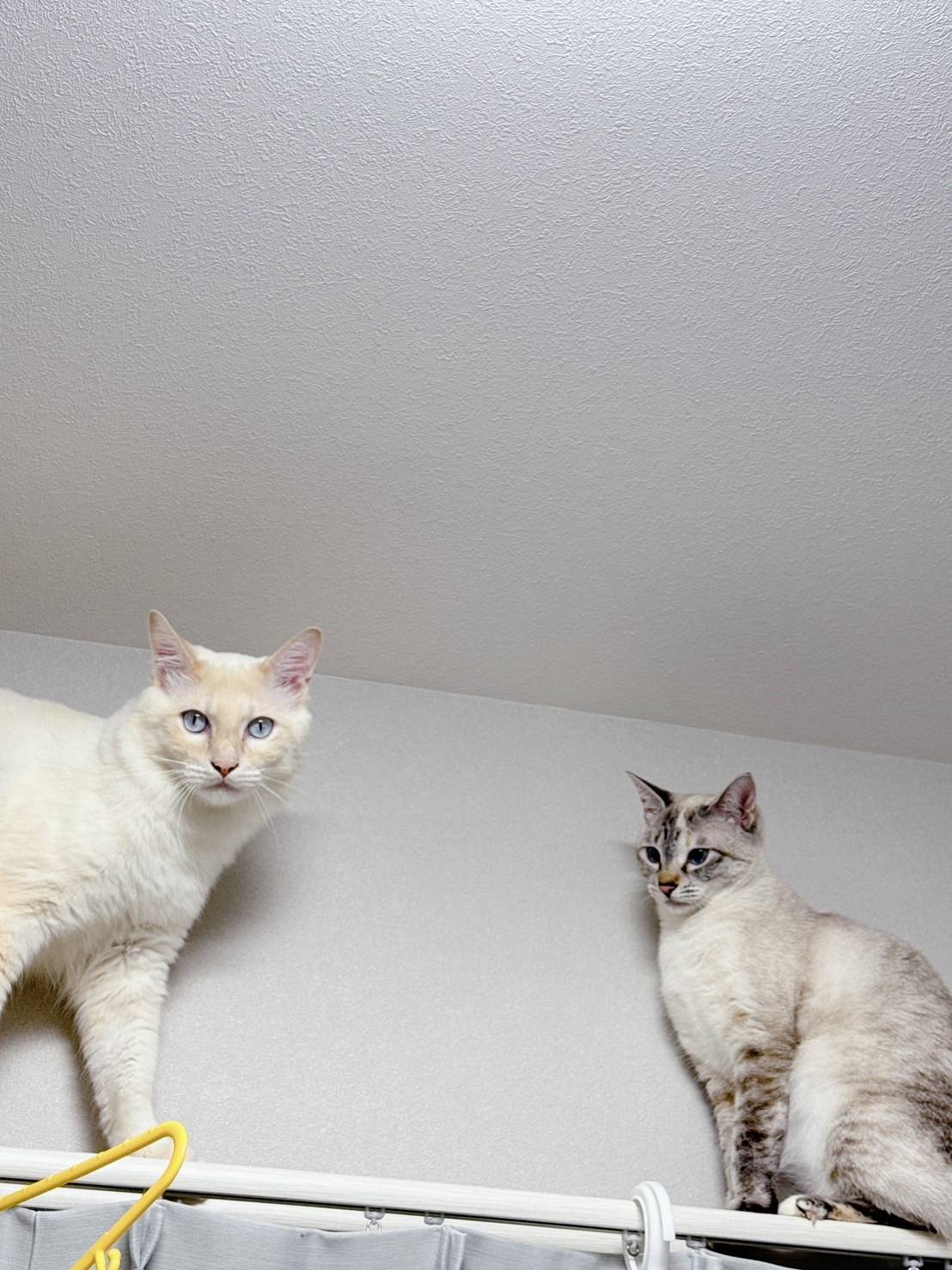 猫3