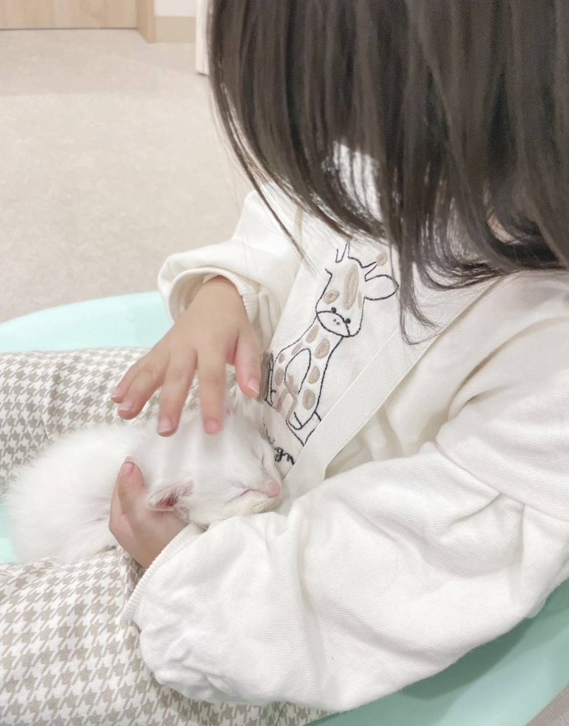 猫4