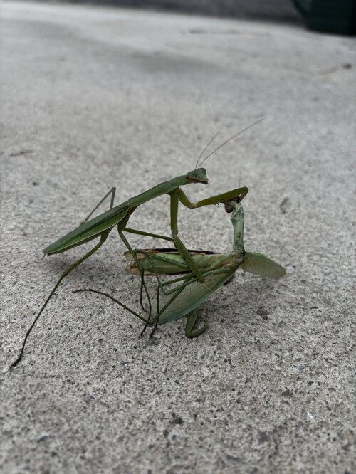 かまきり