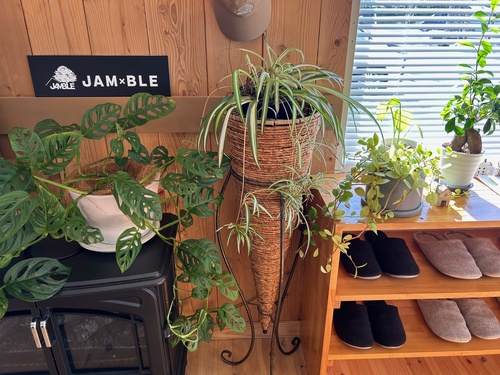 ジャンブレ『新しい植物が仲間入りしました』