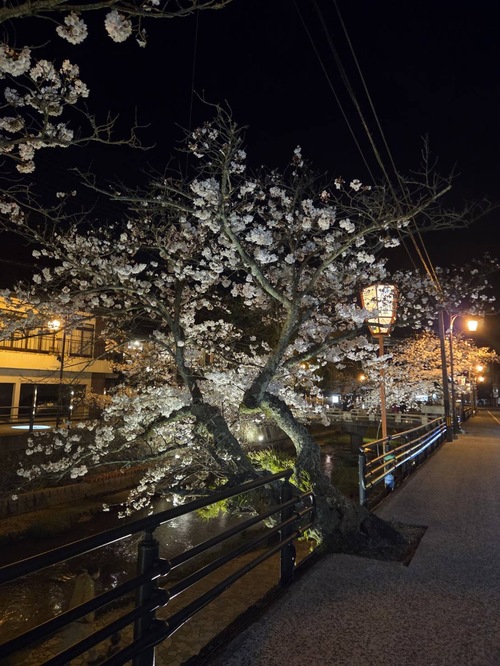 夜桜