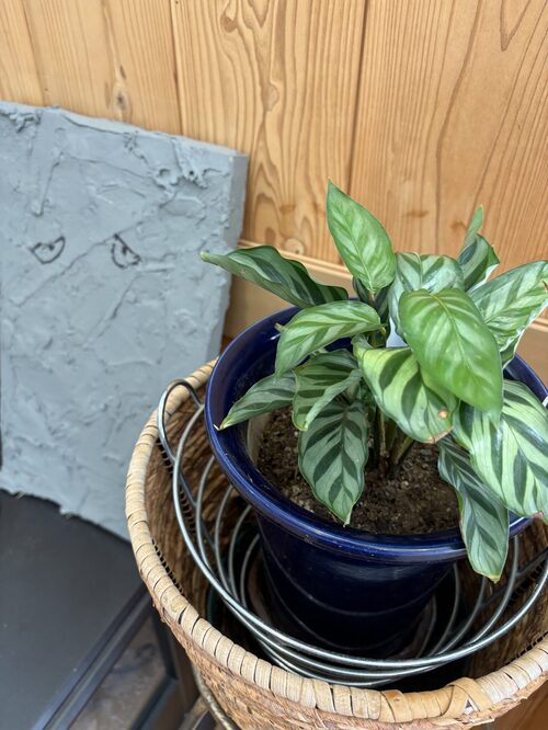 植物をお迎えしました